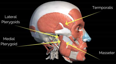 masseter compression test|Masseter .